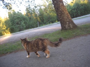 ねこ