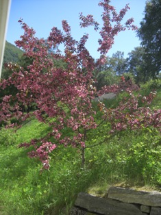 芝桜？
