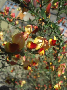 小花