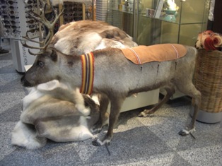 トナカイ